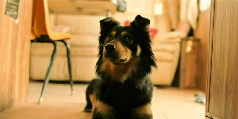 El Perro as Charlie the dog - Wander