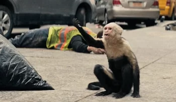 Ampersand - Y: The Last Man - 101