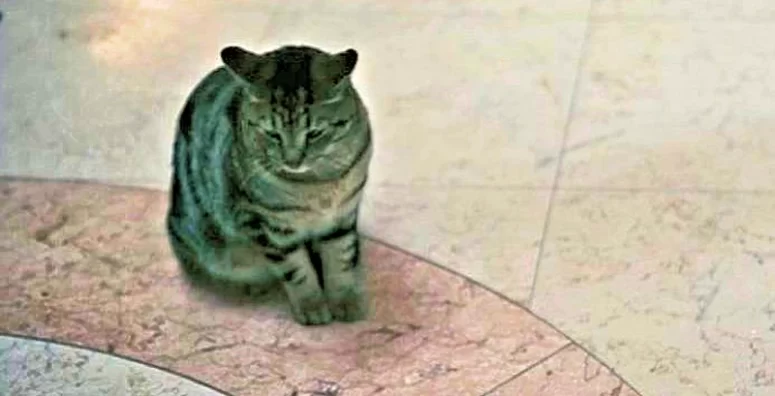 Archie the cat as Bentley the cat - See For Me