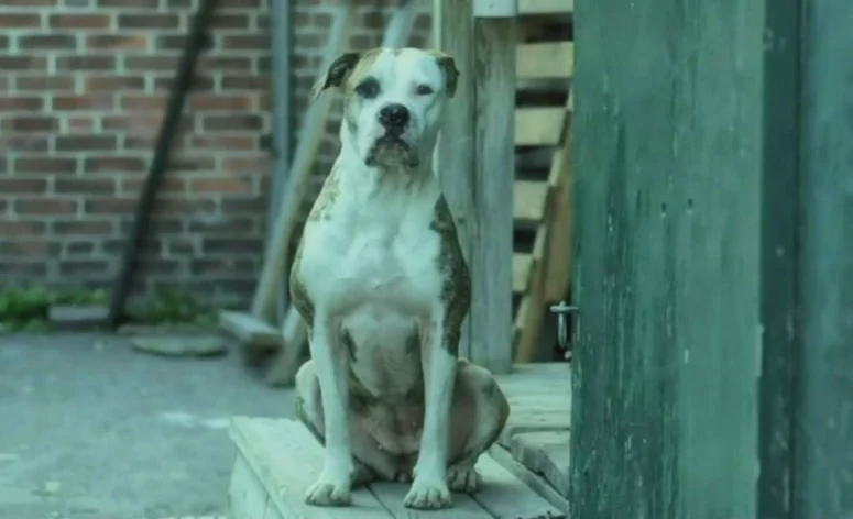 The Dog - She Never Died