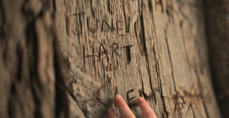 Tree at Thornfield by the river - The Lost Flowers of Alice Hart