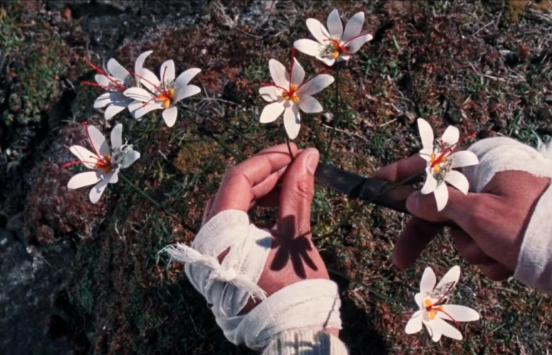 The Volunteer finds lichen on the flowers - Enys Men