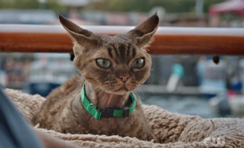 Marc as Jonesy the Cat - Wild Cards