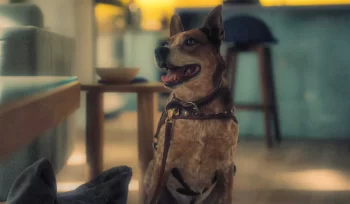 Brass the Dog as Mia's Dog Wilbur - Sight Unseen