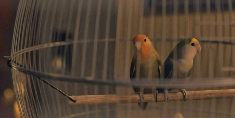 The rosy-faced lovebirds Lucy wakes up to - Orphan Black: Echoes 101