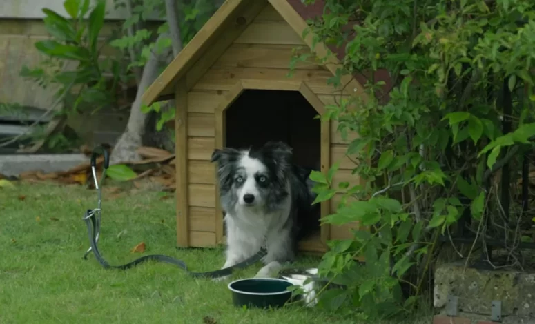 Tilly the dog - The Midwich Cuckoos