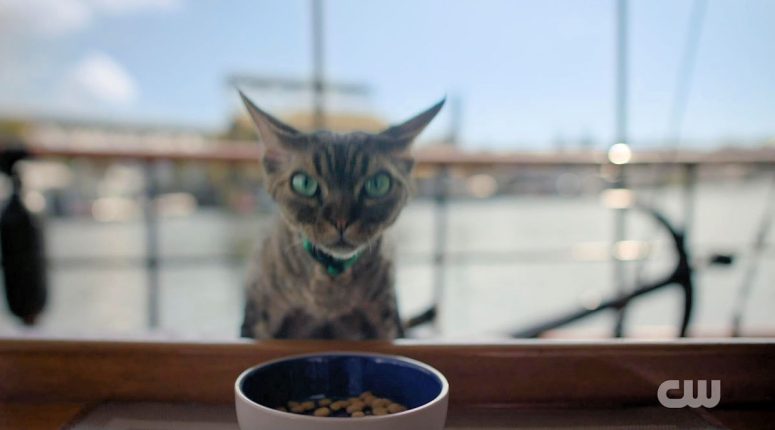 Jonesy the Cat - Wild Cards