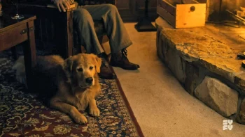 Harry's dog Erasmus - SurrealEstate