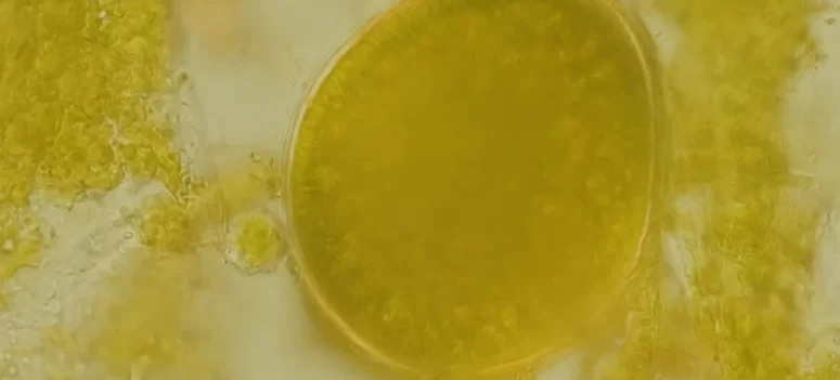 Looking through Ibrahim's microscope - Revival