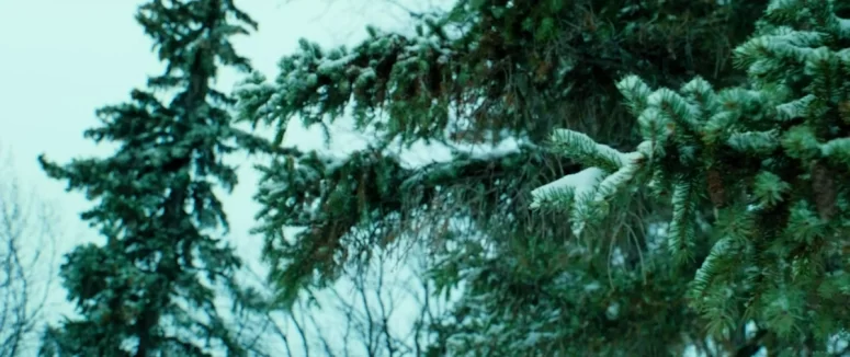 Pine branches seen briefly in Field Sketches