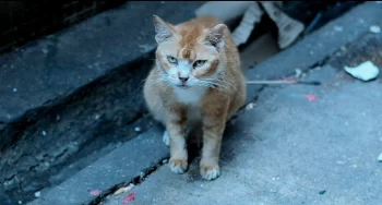 The cat in the alley behind Bergman's place - Loveland