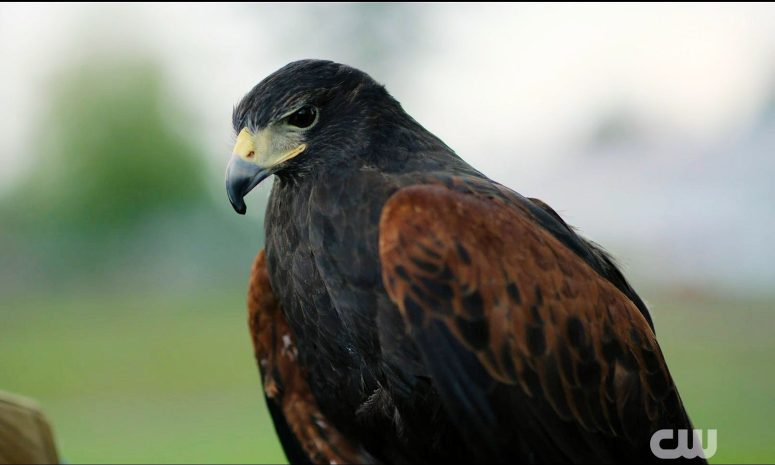 Caprice the Hawk as Captain Jack - Wild Cards 305