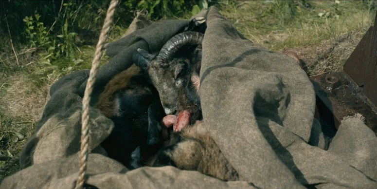 Remains of a ram found in a bag hanging from the motel sign - From 402