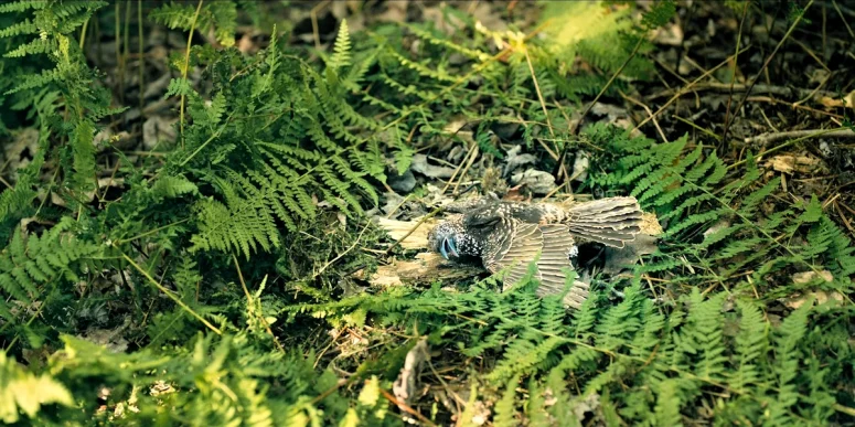 The wounded nighthawk Ethan finds on the way to The Settlement - From 404