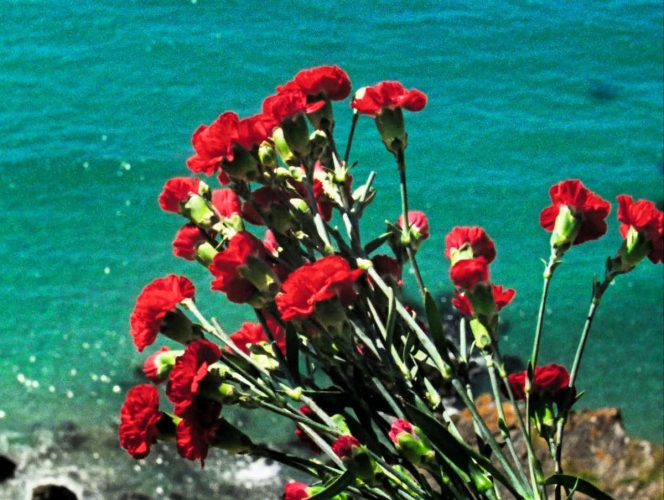 The red carnations left by Mr. Richards at the spot from which his son Luke jumped - Rose of Nevada